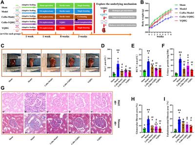 Yishen Qingli Heluo Granule Ameliorates Renal Dysfunction in 5/6 Nephrectomized Rats by Targeting Gut Microbiota and Intestinal Barrier Integrity